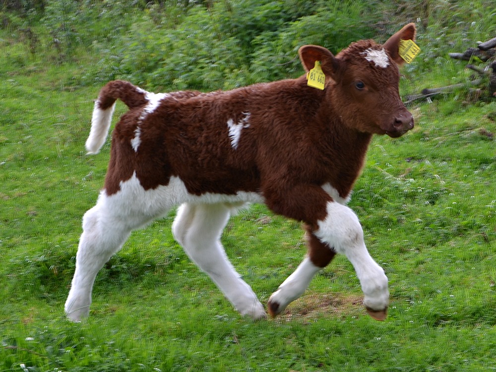 maine-anjou-kalb-laufend.jpg