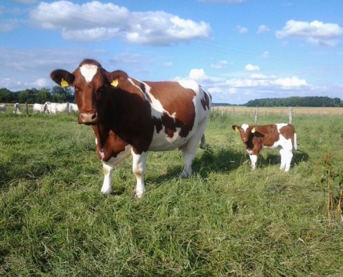 Propriétaire: Ferme Reinecke, Welver