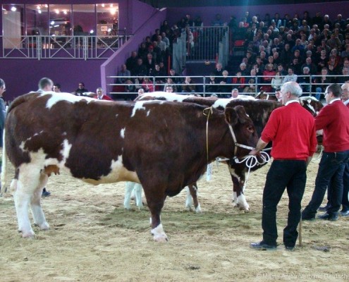 Maine-Anjou Cow at SIA Fair in Paris 2013