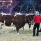 Maine-Anjou Cow at SIA Fair in Paris 2013