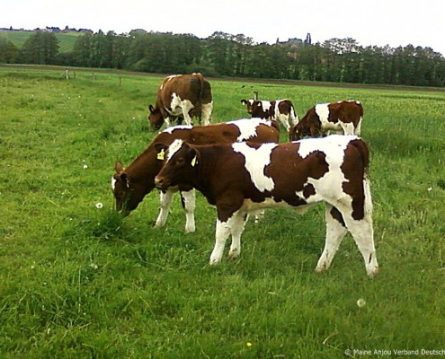 Veau sevré femelle Ferme Wiesmann, Detmold