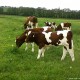 Female weanling farm Wiesmann, Detmold