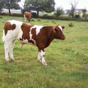 Weanling Maine-Anjou Farm Wiesmann, Detmold