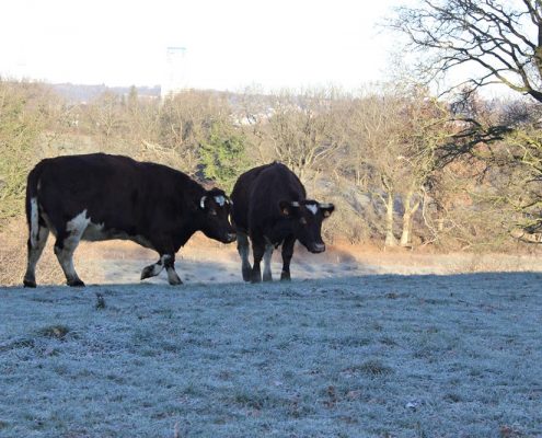 Weidegang bei Frostwetter, Biohof Haithabu