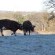 Weidegang bei Frostwetter, Biohof Haithabu