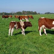 Maine-Anjou herd Heiner Reiners