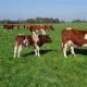 Maine-Anjou herd Heiner Reiners