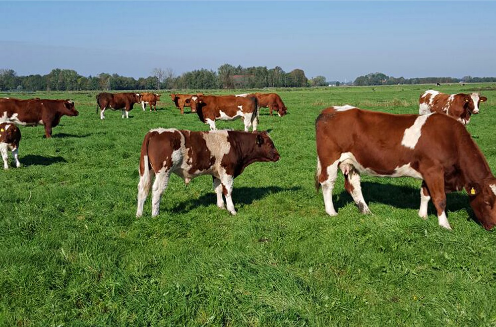 Invitation to a Maine-Anjou herd inspection › Maine-Anjou Verband ...