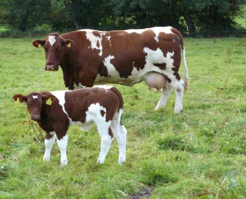 Tatjana (8/8/7 G) vom Hof Lesen ist eine Robert-Tochter und hat ihr 10. Kalb, einen Bullen (v. Ijou) bei Fuß