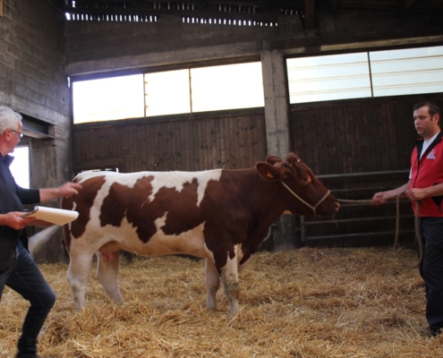 Beurteilung der Tiere