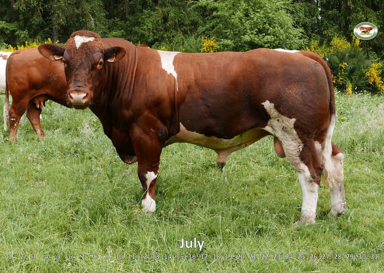 Official breed representation of MaineAnjou cattle in Germany › MaineAnjou Verband Deutschland