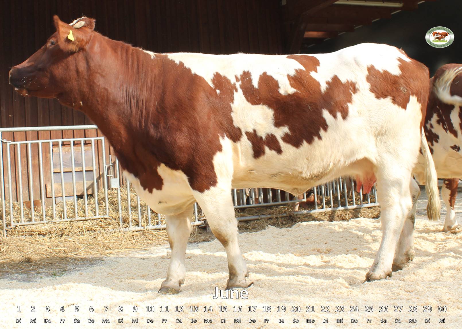 Official breed representation of MaineAnjou cattle in Germany › MaineAnjou Verband Deutschland