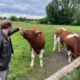 Züchter Norbert Meinikmann und seine Maine Anjou Färsen